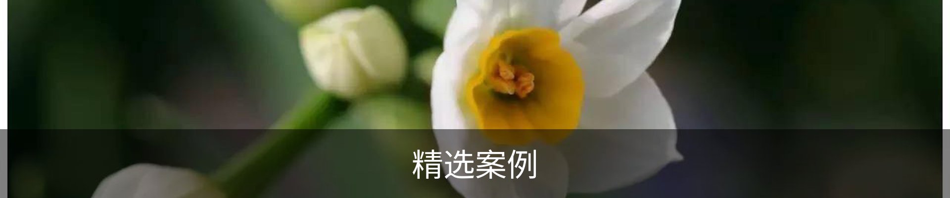 精选案例